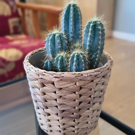 Martinez Rosalia Padrón